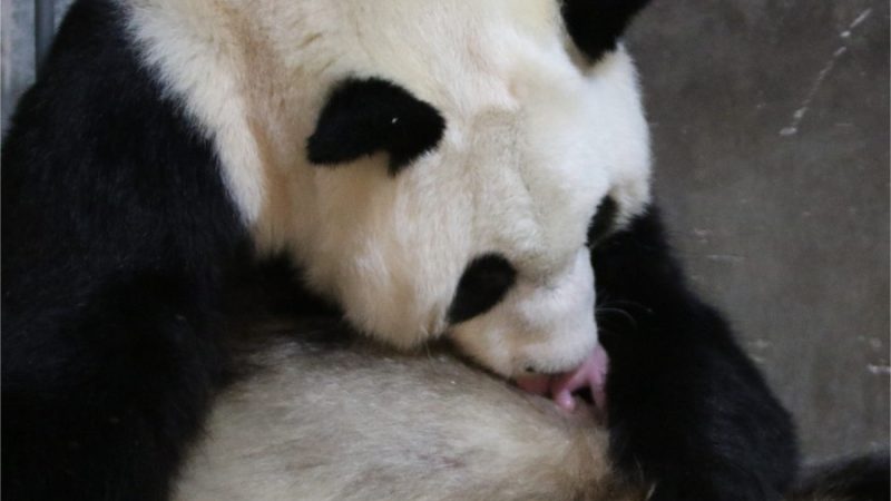 Panda gigante tem gêmeos pela segunda vez em Shaanxi, na China