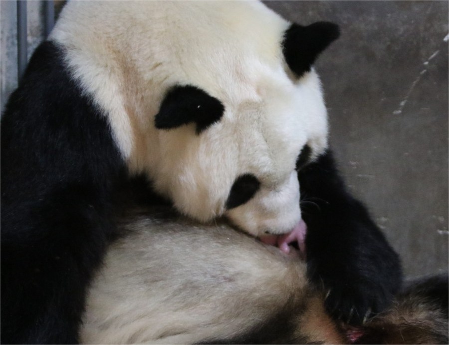 Panda gigante tem gêmeos pela segunda vez em Shaanxi, na China