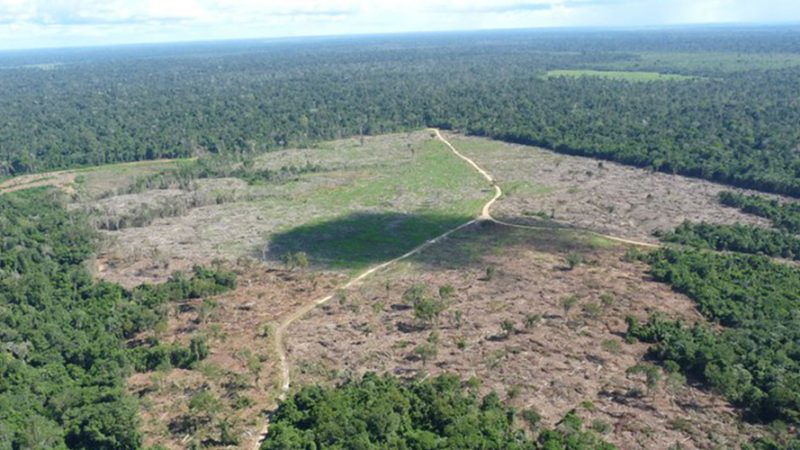 Brasil perdeu 18 árvores por segundo em 2021