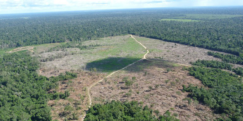 Brasil perdeu 18 árvores por segundo em 2021