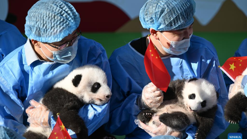 Filhotes de panda se encontram com público em base de reprodução no sudoeste da China