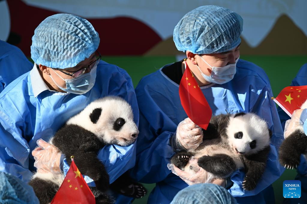 Filhotes de panda se encontram com público em base de reprodução no sudoeste da China