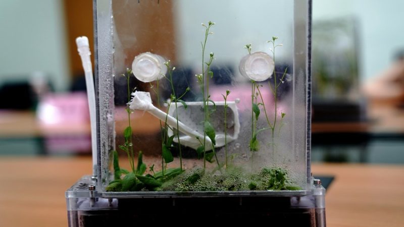 Cientistas chineses completam experimentos de ciclo de vida sobre arroz e Arabidopsis no espaço