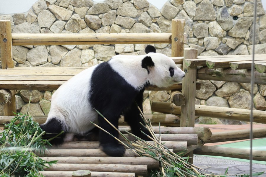 Panda gigante Eimei é nomeado enviado especial para amizade sino-japonesa