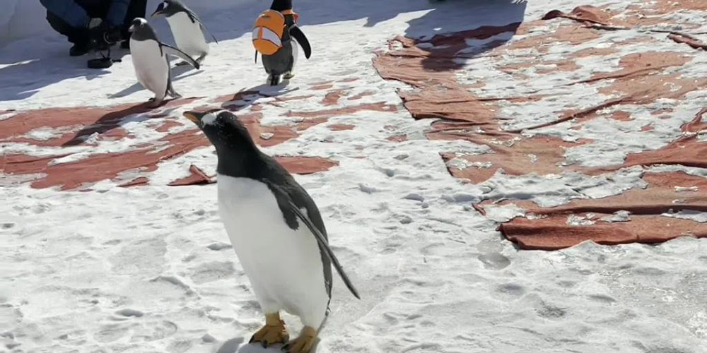 Pinguins dizem adeus a visitantes na “cidade de gelo” da China