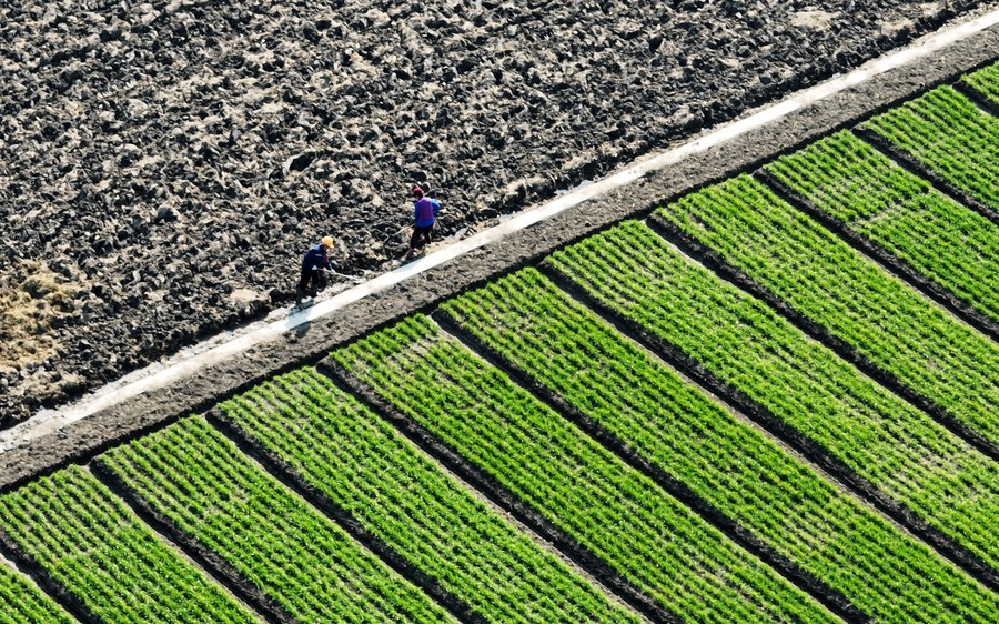 China importa materiais agrícolas de países do Cinturão e Rota