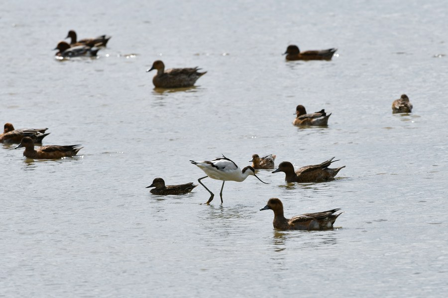 China inicia esforço nacional para proteger passagens de migração de aves