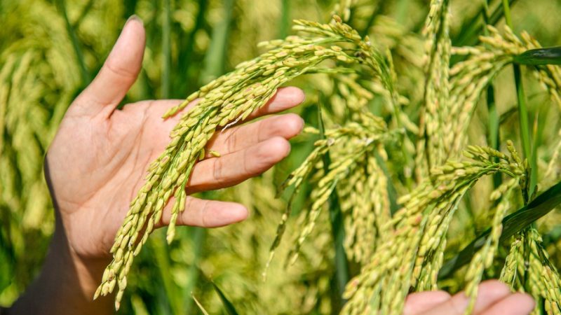 Pesquisadores chineses fazem novos progressos na heterose do arroz