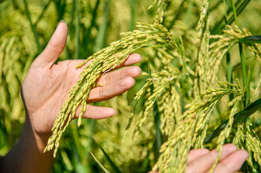 Pesquisadores chineses fazem novos progressos na heterose do arroz