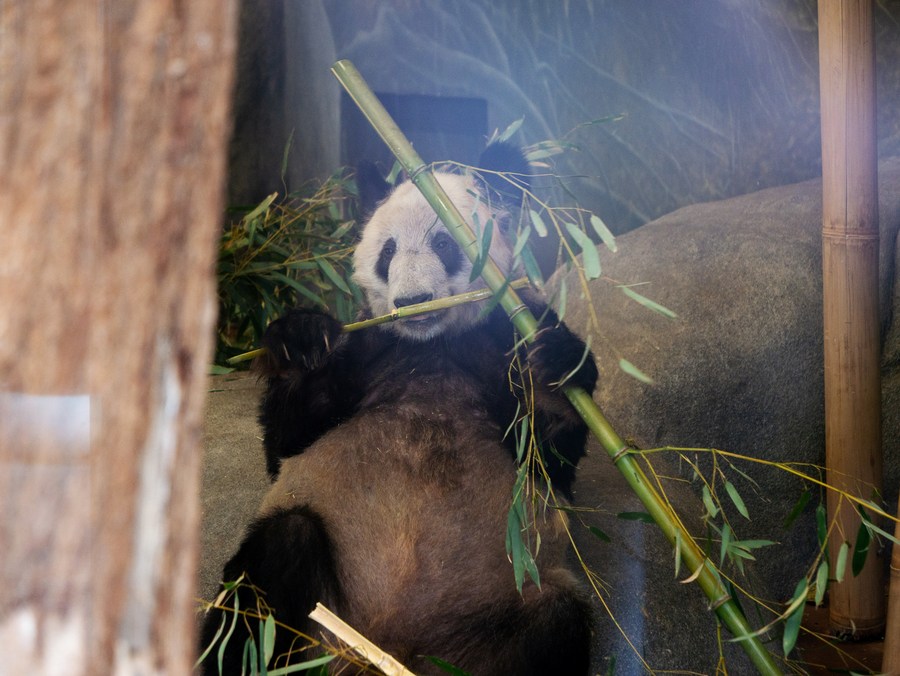 Panda gigante Ya Ya retornará à China