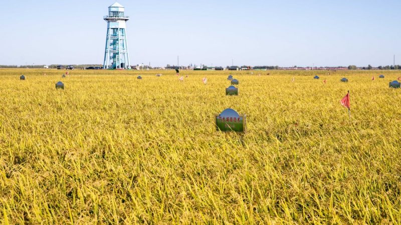 Tecnologia agrícola da China que poupa água beneficia países do Cinturão e Rota