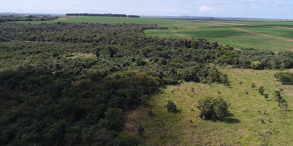 Brasil lança primeiro edital para a recuperação florestal da Mata Atlântica