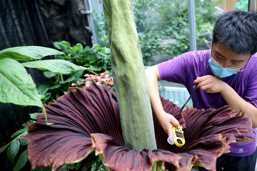 Jardim botânico nacional da China estabelecerá laboratório de proteção de plantas “ex situ”