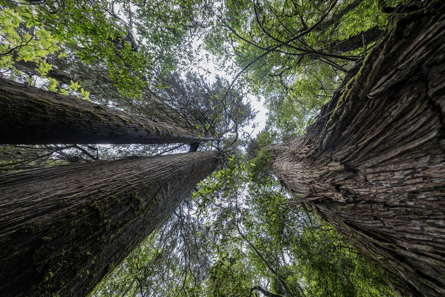 Estudo revela porque árvores mudam para cima sob aquecimento global