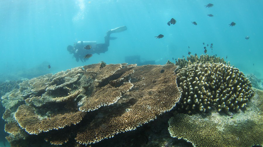 Pesquisadores chineses propõem conceito de bombeamento ecológico de recifes de coral