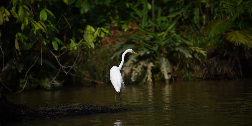 Emissões de carbono na Amazônia registraram um forte aumento em 2019 e 2020