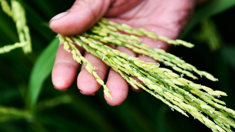 Área cultivada de arroz híbrido da China acumula 600 milhões de hectares