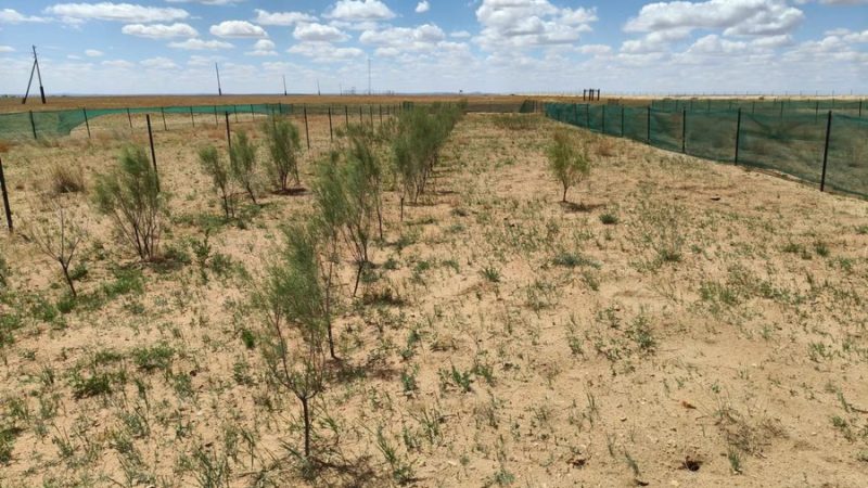 Experiência chinesa ajuda os esforços de restauração ecológica na Mongólia