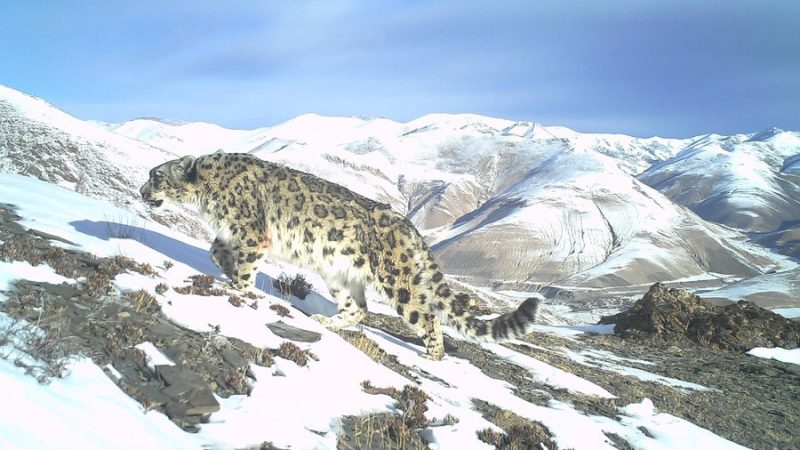 Aliança de conservação do leopardo-das-neves é estabelecida na província chinesa de Qinghai