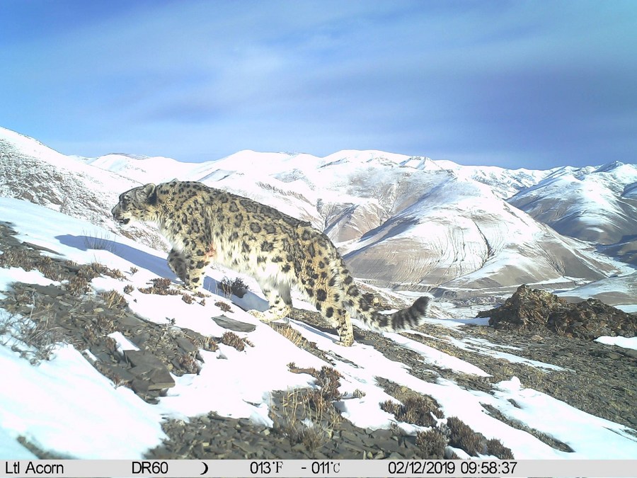 Aliança de conservação do leopardo-das-neves é estabelecida na província chinesa de Qinghai