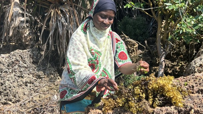 Agricultora de algas marinhas de Zanzibar, na Tanzânia, sonha alto em seus produtos que vão para a 6ª CIIE