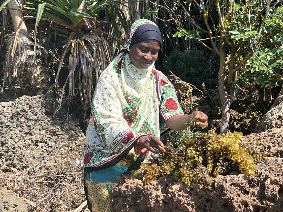 Agricultora de algas marinhas de Zanzibar, na Tanzânia, sonha alto em seus produtos que vão para a 6ª CIIE