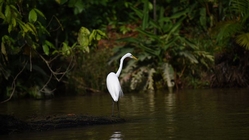 Grave seca na Amazônia leva rio Negro, sétimo maior do mundo, a seu menor nível histórico