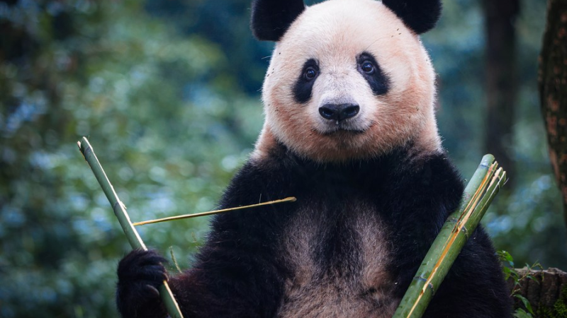 Panda Xiang Xiang, nascida no Japão, chega à China e encontra-se com público