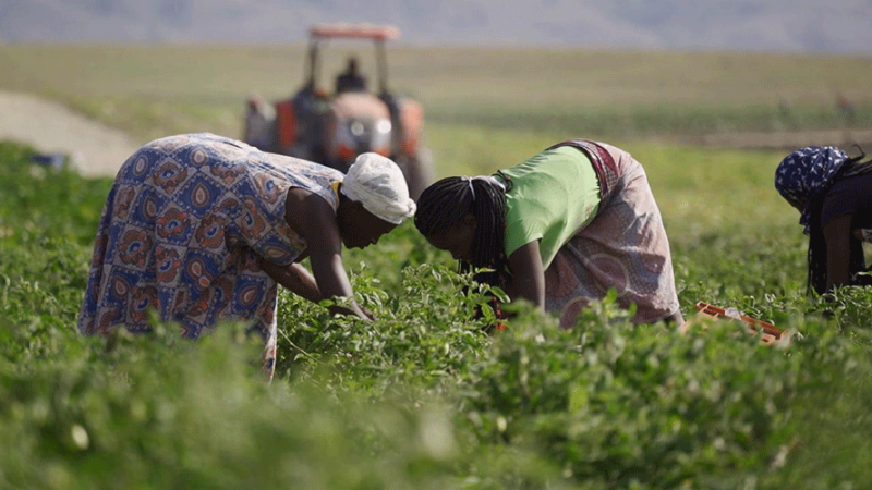 Agricultura angolana cresce 5,6% em 2022