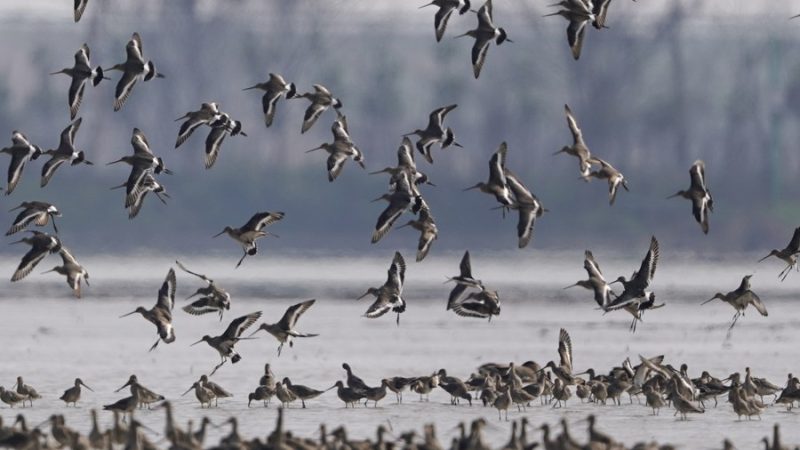 Lançada regulamentação sobre poluição por fósforo no maior lago de água doce da China