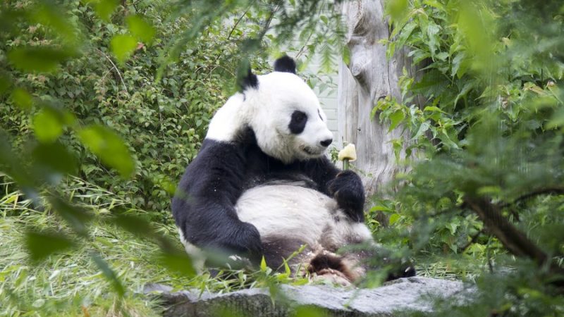 Pandas gigantes voltam do Reino Unido