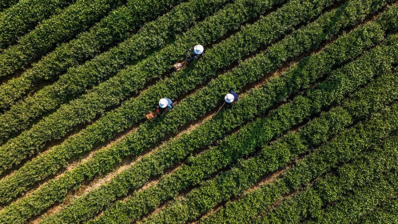 China lança primeiro mapa pangenoma da planta do chá