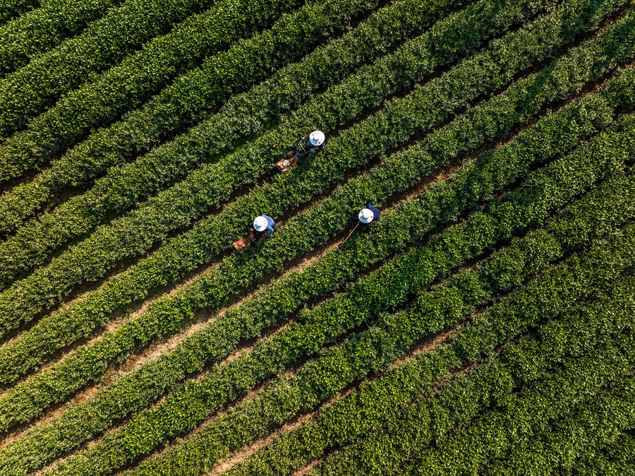 China lança primeiro mapa pangenoma da planta do chá