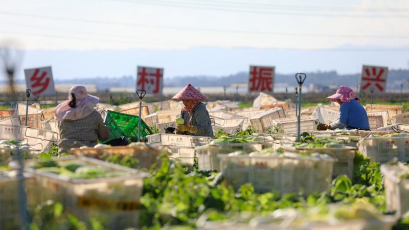 China relata alto nível de preservação dos recursos de germoplasma de culturas