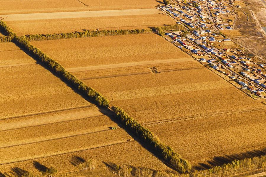 Principal província produtora agrícola da China bate recorde em produção