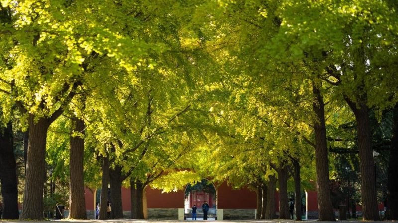 Beijing expandirá cobertura de espaços verdes