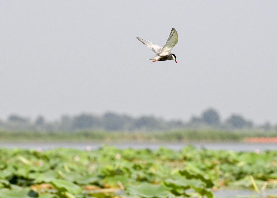 Grande zona úmida no norte da China vê mais espécies de aves selvagens