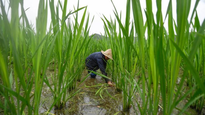 Especialistas chineses estabelecem plataforma para identificar e utilizar genes superiores em arroz selvagem