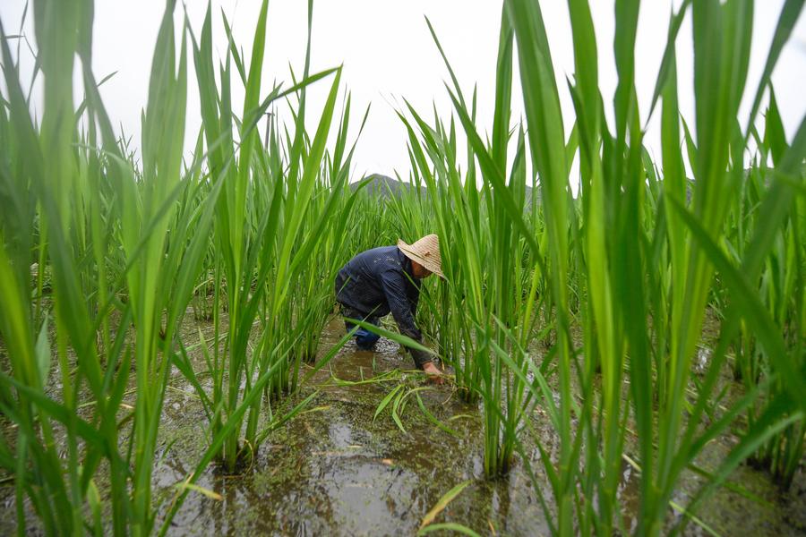 Especialistas chineses estabelecem plataforma para identificar e utilizar genes superiores em arroz selvagem