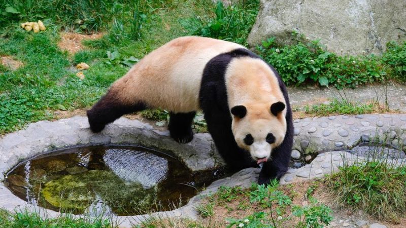 Estrela, panda gigante Fu Bao se encontra com público no sudoeste da China