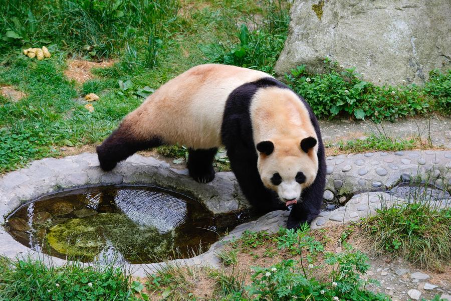 Estrela, panda gigante Fu Bao se encontra com público no sudoeste da China