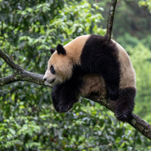 Pandas gigantes partem de sua cidade natal para EUA