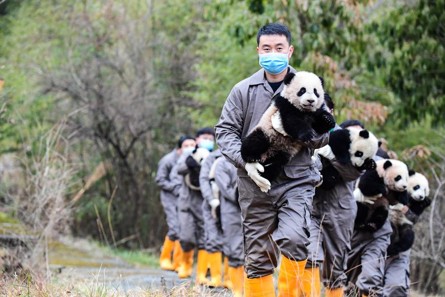 Primeira “faculdade do panda gigante” da China começa a matricular estudantes