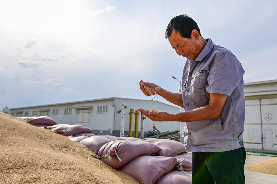 Xinjiang bate recordes de produção de trigo na China