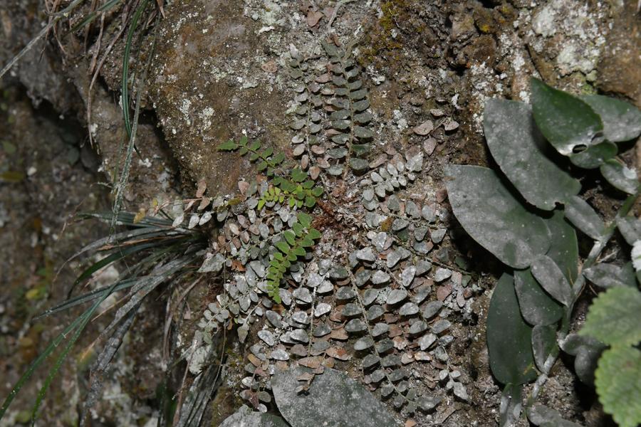 Encontrada nova espécie de plantas no sul da China