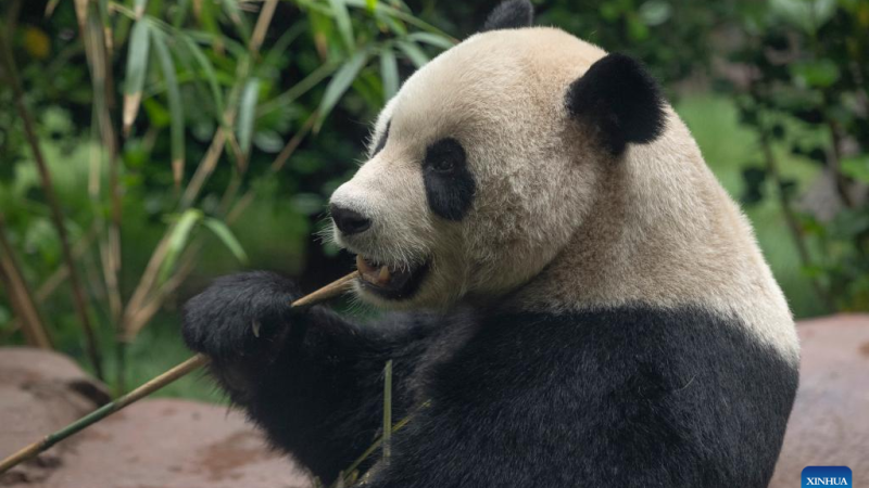 Casal de pandas da China fará estreia pública no próximo mês no Zoológico de San Diego, EUA
