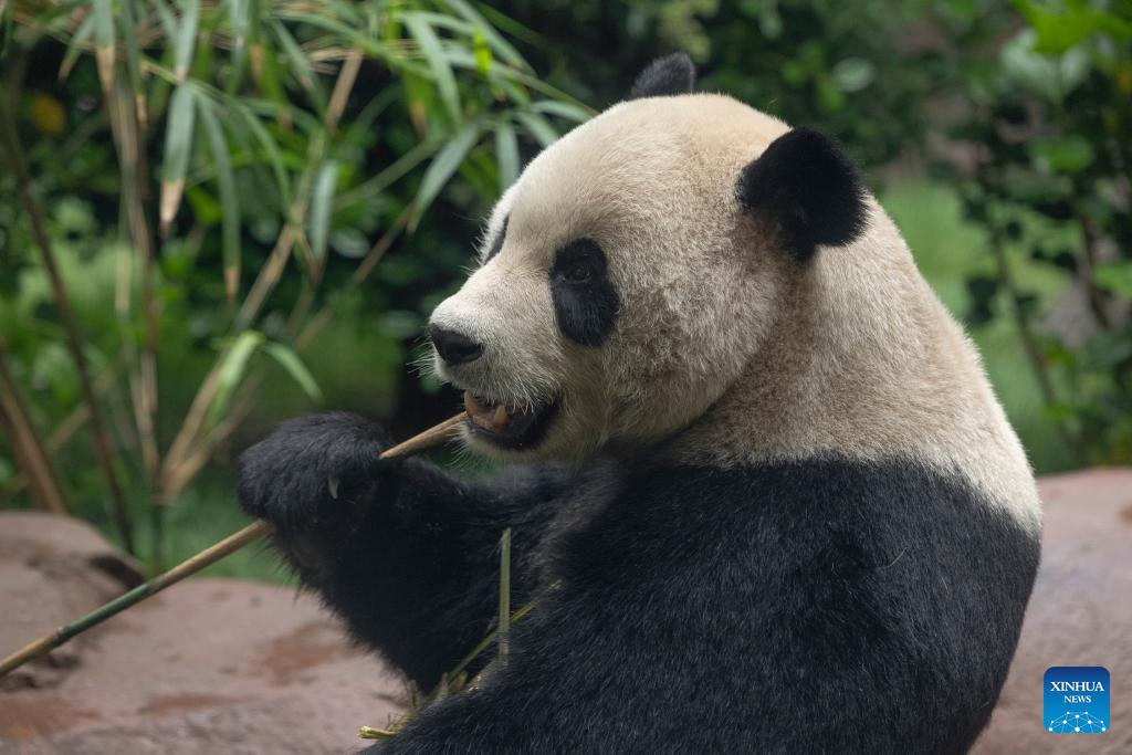 Casal de pandas da China fará estreia pública no próximo mês no Zoológico de San Diego, EUA