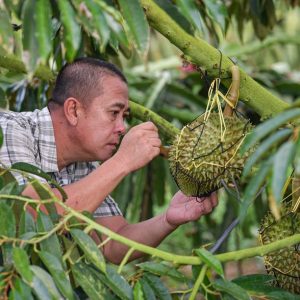 China e membros da ASEAN estabelecem aliança de inovação científica e tecnológica sobre durians