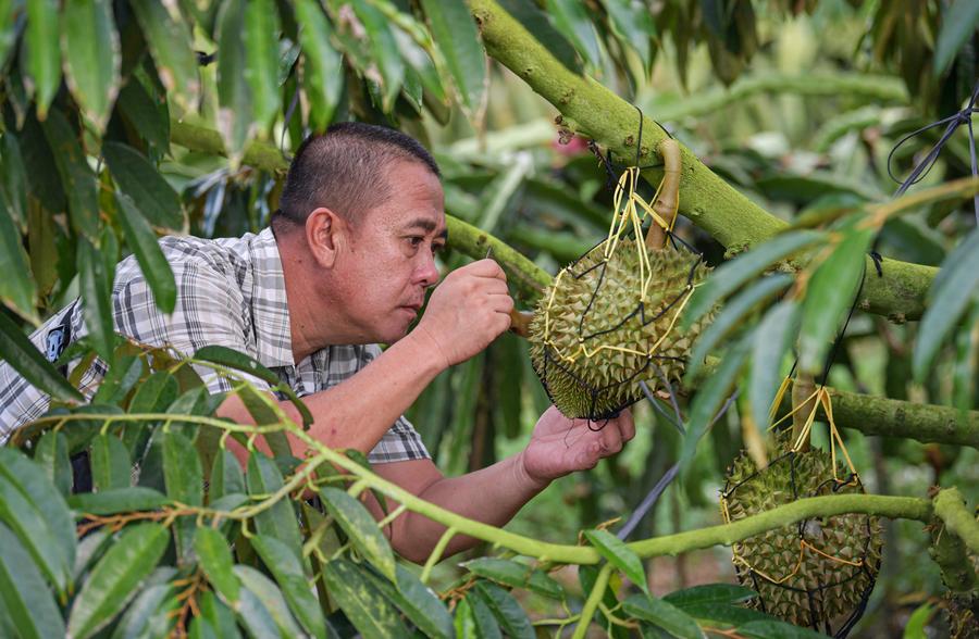 China e membros da ASEAN estabelecem aliança de inovação científica e tecnológica sobre durians