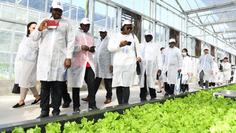 Parceria com a China transformará agricultura de mandioca e aumentará segurança alimentar na Nigéria